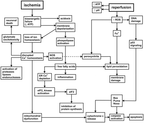 Figure 1. Cascade of molecular events initialized by ischemia/reperfusion. The etiology of ischemic-reperfusion injury involves bioenergetic failure, the loss of intracellular ion homeostasis, membrane integrity, glutamate excitotoxicity, protein synthesis inhibition, progressive proteolysis, inflammation, oxidative stress, and reduced survival signal transduction (more details in the text). NOS: nitric oxide synthase; ER: endoplasmic reticulum; eIF2: eukaryotic initiation factor 2; ROS: reactive oxygen species; Bax: Bcl-2-associated X protein; Puma: p53 upregulated modulator of apoptosis; Noxa: PMA-induced protein.