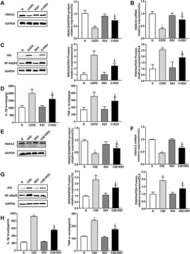 Figure 5 Treatment with resveratrol increases HDAC2 expression and reduces inflammation in vivo and in vitro. (A and B) Mice were exposed to CS for 24 weeks and treated with or without resveratrol (200 mg/kg) for 4 weeks. Proteins and mRNA were extracted from the gastrocnemius muscle, and the expression of HDAC2 was measured by Western blot and RT–PCR. (C) The protein expression levels of IKK and NF-κBp65 were measured by Western blot. (D) IL-1β and TNF-α levels in mice were detected by ELISA. (E and F) C2C12 cells were pretreated with RSV (50 µmol/L), followed by incubation with 0.3% CSE for 24 hours. The expression of HDAC2 protein and mRNA was measured by Western blot and RT–PCR, (G) the protein expression levels of IKK and NF-κBp65 were measured by Western blot, and (H) IL-1β and TNF-α levels were detected by ELISA in C2C12 cells. GAPDH was used as the reference. Values are expressed as the means±SDs. Experiments were repeated 3 times independently. *p<0.05 vs control group (N), #p<0.05 vs COPD or CSE.