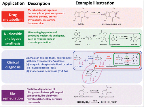 Figure 4. Potential applications of xanthine dehydrogenase.