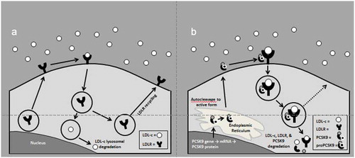 Figure 1. (a) and (b). Normal function of PCSK9 is to promote degradation of LDL receptors. Adapted from reference [Citation8].LDL-C, low-density lipoprotein cholesterol; LDLR, low-density lipoprotein receptor; mRNA, messenger ribonucleic acid; PCSK9, proprotein convertase subtilisin/kexin type 9.