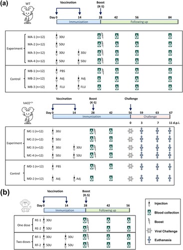 Figure 1 . Design of animal immunization schedule and viral challenge. (a) Mouse immunity and challenge experiment. This experiment included hACE2 transgenic mice (MC and MD groups) and WT mice (MA and MB groups). The mice received intradermal injections (ID; syringe signs) with different doses (30 or 50 U) of inactivated SARS-CoV-2 vaccine, PBS, adjuvant (Adj), and inactivated influenza vaccine (FLU) through different procedures (one or two injections at an interval of 14 days). Some mice were boosted (thunder-like signs) with the K-S antigen (10 μg/dose). Blood samples (water drop-like signs) were obtained on days 28 and 42 after the first immunization in hACE2 transgenic mice (MCs and MBs), and on days 28, 42, 56, and 84 after the first immunization in WT mice (MAs and MBs) for antibody assays. Viral challenge (virus-like signs) was performed on day 56 after the first immunization in hACE2 transgenic mice (MAs and MBs). At days 3, 7, and 11 after the viral challenge, three mice from each group were euthanized (cross signs) for viral load measurement and pathological observation. MBs were the control groups for MAs, and MDs were the control groups for MCs (n = 12 per subgroup). (b) Rhesus macaque immunity experiment. The macaques received intradermal injections (ID; syringe signs) of different doses (30 or 50 U) of inactivated SARS-CoV-2 vaccine through different procedures (one or two injections at an interval of 14 days). The macaques were boosted (thunder-like signs) with the K-S antigen (10 μg/dose) on day 28 after the first immunization. Blood samples (water drop-like signs) were obtained on days 28, 42, and 56 after the first immunization for antibody assays (n = 4 per subgroup).