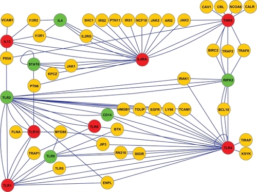 Figure 4 The toll-like receptor network displays 13 asthma-related single nucleotide polymorphism proteins (synonymous marked as green and nonsynonymous marked as red nodes) interacting with each other and their receptors (yellow nodes). The red nodes represent proteins TLR1, TLR4, TLR5, TLR6, TLR10, and IL4R and IL13, which are the nonsynonymous single nucleotide polymorphisms coding for an alternative amino acid sequence of proteins.