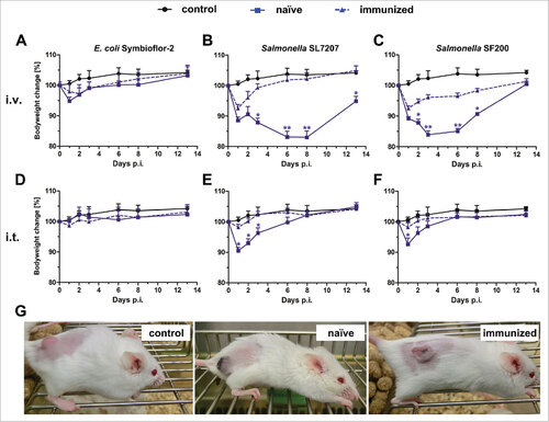 Figure 1. Health burden of naïve and immunized mice upon infection with Salmonella and E. coli. Naïve and immunized CT26 tumor-bearing mice were infected intravenously (A – C) or intratumorally (D – F) with 5#107 E. coli Symbioflor-2, 5#107 SL7207 or 5#106 SF200 (ΔlpxR9 ΔpagL7 ΔpagP8 ΔaroA ΔydiV ΔfliF). Bodyweight was measured with a scale and used as indicator of general health. PBS served as a negative control. (G) Photograph of mice infected intravenously with SF200 24 hpi. Displayed are values of mean ± SD. Results are representative of two independent experiments with six replicates in each group. p-Values indicate differences between infected mice under naïve and immunized conditions. #, p < 0.05; ##, p < 0.01.