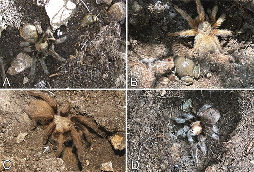 Figure 3. Associations between tarantulas and anurans, continued. A. Aphonopelma armada and Gastrophryne olivacea, Austin, Texas, USA. B, C. Aphonopelma hentzi and Gastrophryne olivacea (marked with an arrow), Bandera County, Texas, USA. D. Aphonopelma hentzi and Gastrophryne olivacea. Bexar County, Texas. Photo credits: Kenneth Bader (A), Alec Gaudiesus (B), Alejandro Santillana (C), and Josh Benavidez (D).