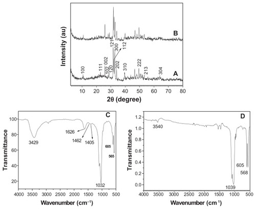 Figure 3 A typical XRD pattern (A) and FTIR spectrum (C) of hydroxyapatite powders prepared by hydrothermal method at 200°C for 24 hours; XRD pattern (B) and FTIR spectrum (D) of the sample prepared by calcination of (A) at 800°C for 3 hours.Abbreviations: FTIR, Fourier transform infrared; XRD, X-ray powder diffraction.