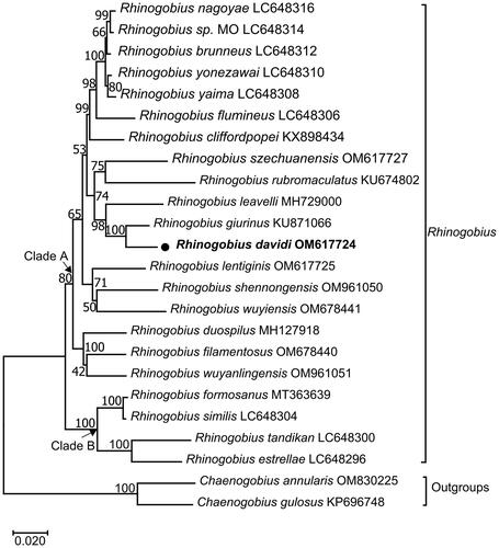 Figure 3. Maximum-likelihood (ML) phylogenetic tree from amino acid sequences of 13 PCGs of Rhinogobius davidi and other 23 fishes. Accession numbers were indicated after the species names. The tree topology was evaluated by 1000 bootstrap replicates. Bootstrap values at the nodes correspond to the support values for ML methods. The tree was drawn to scale, with branch lengths measured in the number of substitutions per site.