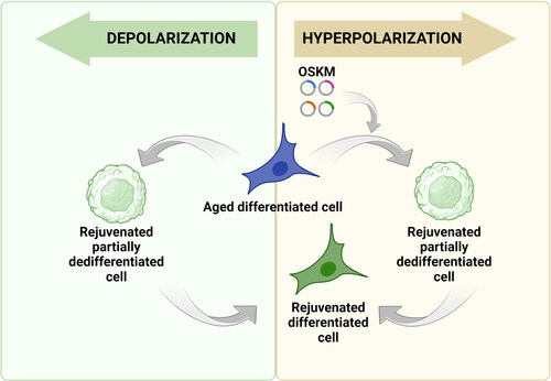 Figure 3. Potential applications of membrane potential change in cell reprogramming. Yellow box: Since hyperpolarization is associated with the differentiated cell state, there is a possibility that the experimental increase in membrane potential can be used to slow down and even stop the process of cellular reprogramming carried out with Yamanaka factors. Such ‘stretching’ of the process creates an opportunity to stabilize cells before the activation of pluripotency genes, but after the already occurring epigenetic changes ensuring cellular rejuvenation. Green box: Conversely, forced membrane depolarization and following repolarization of aged differentiated cells may be an alternative to the transfection-induced approach for partial reprogramming. Because lowering the membrane potential by manipulating ion concentration or activity of ion channels are able to delay or block or potentially revert differentiation, there is a possibility that this approach could prove to be an effective way of cell rejuvenation.