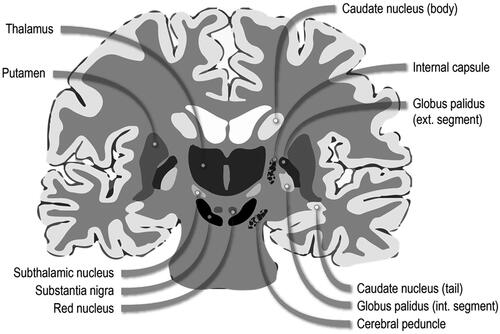 Figure 1. Diagram of basal ganglia neuroanatomy. Adapted from Leisman, Melillo, and Carrick (Citation2013).