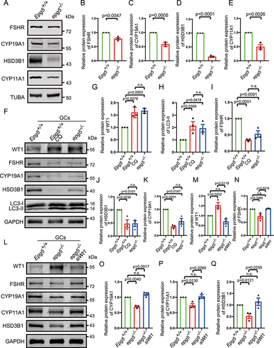 Figure 7. Wt1 knockdown partially rescue the expression of steroidogenic genes in epg5 knockout GCs.