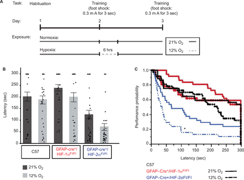 Figure 6 HIF-2α knock-out in GFAP-expressing cells results in impaired learning.