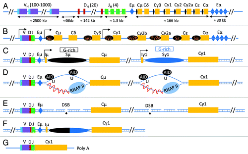 Figure 1. class switch recombination at the Immunoglobulin Heavy Chain locus. (A) The configuration of the unrearranged immunoglobulin heavy chain locus in immature B cells according to NG_005838.1. Here, VH, DH and JH represent the various unrearranged gene segments that will generate the VDJ exon following V(D)J recombination and are followed by the various constant regions genes (Cμ-α, yellow boxes). Each constant region gene is preceded by a switch sequence (Sμ-α, black oval); switch sequences are non-coding regions transcribed by their own transcriptional regulatory promoter elements. Two important regions that have enhancer functions and influence various recombination events in the IgH locus are shown in a blue box and are labeled as Eμ and Eα (also known as 3′ regulatory region, 3′RR). (B) Following V(D)J recombination, various B cell signaling pathways induce transcription at switch sequence promoter regions. Transcription at the upstream switch sequence Sμ is constitutive whereas transcription at the downstream switch sequence (in this case, Sγ1) is induced due to activation of its promoter elements by various signaling pathways. (C) A schematic of a simplified IgH locus that is poised to undergo CSR to IgG1 following transcription activation at Sμ and Sγ1. A region of the switch sequences, known as the core switch region (G-rich on the non-template strand), is capable of forming stable RNA/DNA hybrids that lead to ssDNA structure “R-loop” formation. (D) Transcription at switch sequences induces formation of R-loops which become targets for AID activity. AID converts cytidine residues to uracils, that are then recognized by the base excision pathway uracil DNA deglycosylase (UNG). (E) UNG activity induces generation of abasic residues that are then cleaved by the apurinic endonuclease family of proteins (APE1/2) to generate DNA double strand breaks (DSBs) at both upstream (Sμ) and downstream (Sx, in this case, Sγ1) switch sequences. (F) Recognition of these two DSBs by two cellular DNA damage repair pathways known as non homologous end-joining (NHEJ) and alternative end joining (AEJ) leads to joining of the two distant switch sequences that have DSBs leading to the completion of CSR. (G) The final configuration of the antibody heavy chain molecule coding mRNA is shown.