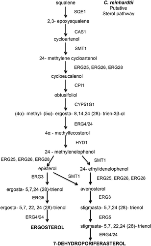Fig. 5. Putative sterol pathway in Chlamydomonas reinhardtii showing the reactants and enzymes that catalyse the steps to synthesize ergosterol in C. reinhardtii.