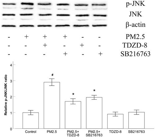 Figure 5 GSK-3β inhibitors alleviated PM2.5-activated JNK pathways in HBECs.
