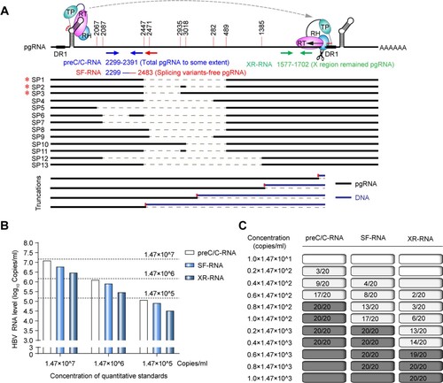 Figure 1. The accuracy and sensitivity of HBV RNA detection at preC/C-RNA, SF-RNA and XR-RNA regions were assessed by the National Standard of HBV RNA. (A) The diagram of HBV pgRNA and the relative locations of preC/C-RNA, SF-RNA and XR-RNA regions targeted by qPCR primers. SP: pgRNA splicing variant; *SP1-3 were the pgRNA splicing variants identified in our previous study.26 (B) The accuracy on the detection of HBV RNA at preC/C-RNA, SF-RNA and XR-RNA regions was assessed by HBV RNA standards. (C) The sensitivity on the detection of HBV RNA at preC/C-RNA, SF-RNA and XR-RNA regions was precisely analysed by HBV RNA standards. The lowest concentration of 95% positive was considered as the LLOD.