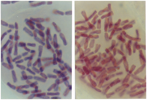 Figure 6. Euploidy in the chromosome set of the onion (Allium cepa L.); Basic chromosome number (x=8) is increased from 6 times (six sets, 6x – hexaploid, left image) to 8 times (eight sets, 8x – octaploid, right image). This was likely the cause of environmental xenobiotic chemicals.