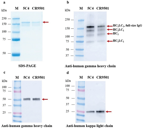 Figure 2. SDS–PAGE (a) and Western blot (b) for purified plant-produced anti-RSV monoclonal antibodies (mAbs) under nonreducing conditions. The Western blot (b) was probed using HRP-conjugated anti-human gamma chain antibody. For reducing conditions, the membrane was probed with either HRP-conjugated anti-human gamma chain antibody (c) or anti-human kappa chain antibody (d). Lane M, protein ladder; lane 1, purified plant-produced 5C4; lane 2, purified plant-produced CR9501.