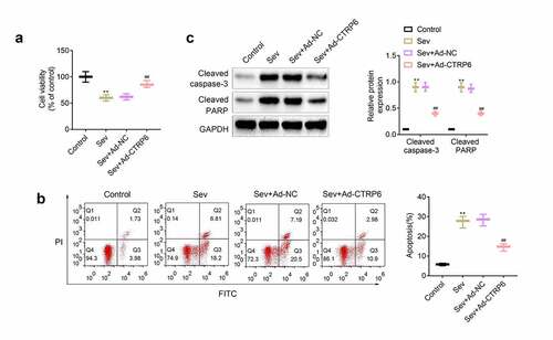 Figure 4. Overexpression of CTRP6 relieved the sevoflurane induced apoptosis of primary cells of central nervous tissue. (a) CCK-8 assays were performed to measure the viability of the primary cells. (b) Flow cytometry was performed to determine the apoptosis of these cells. (c) Western blotting was applied for measuring the expression of apoptosis related proteins in these primary cells. #p< 0.05, **p< 0.01