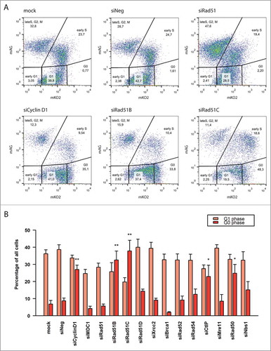 Figure 3. Knock-down of Cyclin D1, Rad51B, Rad51C, CtIP and Rad50 induces G0-like quiescence. (A) FACS plots of siRNA-treated cells. (B) Percentages of cells in G1 and G0 phases. The mean of values from ≥ 3 experiments is displayed, and error bars indicate the standard errors of the mean. Statistical significance relative to mock was determined by unpaired Student's t-test with Benjamini-Hochberg correction; significance level P < 0.05 (*), P < 0.01 (**).