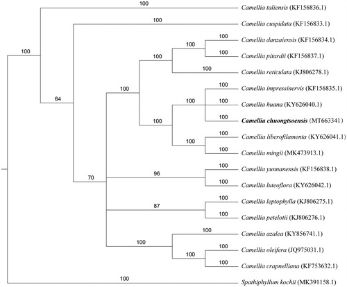 Figure 1. Phylogenetic tree reconstruction of 18 species based on sequences from whole chloroplast genomes. All the sequences were downloaded from NCBI Genbank.