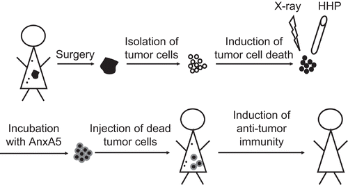Figure 5.  Induction of anti-tumor immunity by dead tumor cells and AnxA5. The scheme outlines how dead tumor cells in combination with AnxA5 can be applied as tumor vaccine. HHP, high hydrostatic pressure; X-ray, ionizing irradiation; small black dots, metastases.