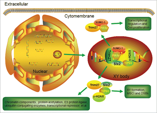 Figure 8. Summary of the functions of Trim27 in XY body formation in primary spermatocytes.