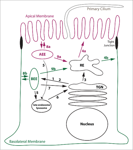 Figure 1. Model illustrating various membrane trafficking routes. This Figure explains basic membrane trafficking routes. (1) TGN exit mediated by AP-1A. (2) TGN exit mediated by AP-4. (3) TGN exit toward REs, regulated by Rab13. (4a) Apical sorting from REs. (4b) AP-1B-mediated sorting to the basolateral membrane. (5) Sorting into late endosomes/lysosomes. (6) Retrieval from late endosomes/lysosomes to the TGN. (7) Retrieval from BEEs to the TGN. (8a) Apical endocytosis and fast recycling from AEEs. (8b) Basolateral endocytosis and fast recycling from BEEs. (9a and 9b) Delivery of internalized cargos to REs. See main text for more details. Note that pathways leading from REs toward the TGN, AEEs, BEEs, and late endosomes are not shown.