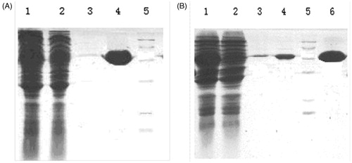 Figure 3. Expression and purified protein of recombinant SEG and SEI pattern and recombinant IL-24 protein purified from affinity chromatography. (A) 1: supernatant of the induced BL21 with plasmid pGEX-SEG after disrupting by sonication; 2: supernatant of induced BL21 with plasmid pGEX-SEG; 3,4: purified protein of rSEG; 5: Marker. (B) 1: supernatant of the induced BL21 with plasmid pGEX-SEI after disrupting by sonication; 2: supernatant of non-induced BL21 with plasmid pGEX-SEI; 3,4,6:purified protein of rSEI; 5: Marker.