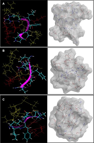 Figure 11 Visualization of geometrical preferences of the insulin molecule in complexation with (A) PLA-PEG14, (B) PLA-PEG22, and (C) PLA-PEG41 after molecular simulations in vacuum.Notes: The peptide molecules are rendered in tube (elements color coded) and thin-ribbon secondary structures (violet). Color codes for insulin tube rendering: C (cyan), O (red), H (white), and P (yellow). The respective Connolly molecular electrostatic potential surfaces for the nanoparticulate matrix in transparent display mode are also shown.