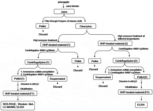 FIGURE 1 Outline of the procedure for the preparation of pineapple juice and identification of major allergic proteins.