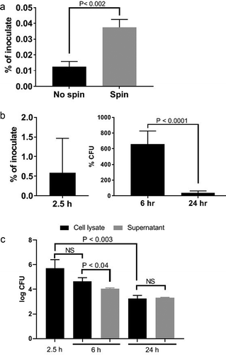 Figure 3. Invasion by no spin and spin inoculation (a), invasion and intracellular persistence of P. gingivalis within HD-MVEC maintained under constant antibiotic (b) or pulse antibiotic (c) treatment. (a) The proportion of bacterial inoculates enumerated from HD-MVEC cell lysates collected at 2.5 h post-inoculation (n = 4). (b) P. gingivalis inoculation was performed by centrifugation and antibiotics were added to HD-MVEC cultures at 1.5 h post-inoculation and maintained until cell harvest. Percent at 2.5 h post-inoculation represents the mean proportion of inoculate that was enumerated from HD-MVEC cell lysates at 2.5 h post-inoculation. Values at 6 and 24 h post-inoculation were determined by dividing the CFU obtained at each time point by the average CFU obtained at 2.5 h post-inoculation (i.e. invaded cells). Values represent the mean ± SD (n = 6) from two independent experiments. (c) P. gingivalis inoculation was performed by centrifugation. At 1.5 h PI, HD-MVEC were treated with antibiotics for 1 h. Values are expressed as the mean log CFU ± SD (n = 3)