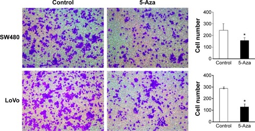 Figure 7 Effect of 5-Aza-CdR on the invasive capacity of SW480 and LoVo cells.