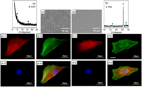 Figure 9. (a, b) XRD patterns and (c, d) SEM images of outer layer removed (a, c) OCP- and (b, d) HAp-AZ31. Focal contact formation of MG-63 cells on outer layer removed (e) OCP- and (f) HAp-AZ31. Plate-like and rod-like crystals were polished off surface with 6-μm-diamond paste. (e-1, f-1) Anti-paxillin-stained images (focal contact, red), (e-2, f-2) phalloidin-stained images (actin filament, green), (e-3, f-3) DAPI-stained images (nucleus, blue), and (e-4, f-4) composite images of anti-paxillin-, phalloidin- and DAPI-stained images.