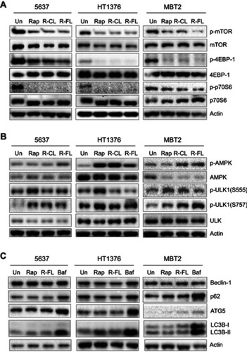 Figure 6 Effects of Rap-loaded formulations on mTOR inhibition and autophagy induction in URCa cells.Notes: (A) Inhibition of phosphorylation of mTOR and mTOR downstream proteins. (B) Induction of AMPKα activation and ULK phosphorylation at Ser757. (C) Accumulation of p62/ATG5 and cleaved LC3B-II. Actin was used as a loading control.Abbreviations: Un, untreated; Rap, rapamycin; R-CL, rapamycin-loaded conventional liposome; R-FL, rapamycin-loaded folate-modified liposome; Baf, bafilomycin A1.