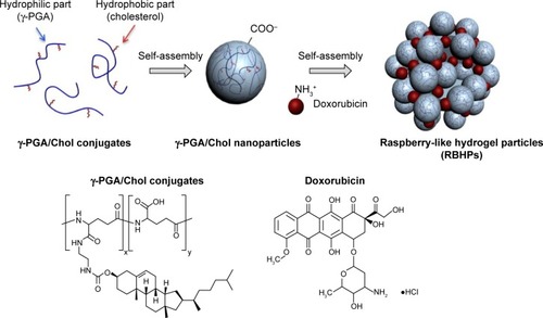 Figure 1 Scheme for the synthesis of RBHPs.Notes: γ-PGA was modified with cholesterol (γ-PGA/Chol), and the γ-PGA/Chol conjugate was used to form polymeric nanoparticles in aqueous solution. When the polymeric nanoparticles were mixed with Dox, RBHPs were formed by the electrostatic interaction between the cationically charged Dox and the anionically charged nanoparticles.Abbreviations: RBHPs, raspberry-like hydrogel particles; γ-PGA, poly(γ-glutamic acid); Chol, cholesterol; Dox, doxorubicin.