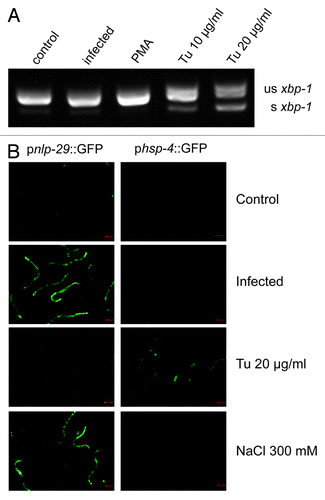Figure 1. Fungal infection of adult worms does not induce a UPR. (A) RT-PCR analysis of xbp-1 splicing. Under standard culture conditions (control), a 220 bp amplicon from an unspliced (us) xbp-1 transcript is detected, together with very low levels of a 197 bp amplicon from a spliced (s) transcript. The abundance of this smaller band does not increase after infection with D. coniospora (infection) or PMA treatment (PMA), but is clearly increased upon UPR-induction with tunicamycin (Tu). (B) The green fluorescence in transgenic worms carrying a pnlp-29::GFP (strain IG274; left column) or a phsp-4::GFP (IG1320; right column) reporter was observed after infection, exposure to tunicamycin, or high salt. While infection and osmotic stress induced high level of pnlp-29::GFP expression, tunicamycin induced phsp-4::GFP.