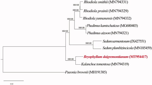 Figure 1. The phylogenetic tree based on 9 cp genomes of Crassulaceae family and 1 cp genomes of Paeoniaceae family as outgroup. Numbers near the branch mean the bootstrap value of RaxML and Bayesian posterior probability of MrBayes, respectively.