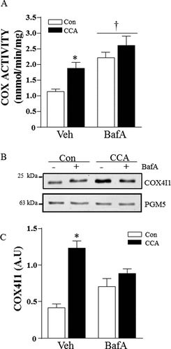 Figure 1. CCA-induced mitochondrial biogenesis. Differentiated myotubes were chronically stimulated to induce mitochondrial biogenesis in the presence of vehicle or bafilomycin A1 (BafA). (A) Cytochrome oxidase (COX) activity (*P < 0.05, vs. vehicle control; †P < 0.05, main effect of BafA vs. vehicle; n = 6). (B) Representative western blot of whole cell extracts probed for COX4I1 and PGM5 protein expression. (C) Graphical densitometric quantification, COX4I1 normalized to PGM5. (*P < 0.001 vs. vehicle Con; n = 8.) A.U., arbitrary units.
