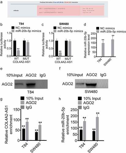 Figure 5. COL4A2-AS1 bound to miR-20b-5p and down-regulated miR-20b-5p expression. (a): LncACTdb predicted the binding region of miR-20b-5p and COL4A2-AS1. The effects of wt-COL4A2-AS1 or mut-COL4A2-AS1 on miR-20b-5p expression were detected by performing dual-luciferase reporter assay on T84 (b) and SW480 cells (c). (d): The expression level of miR-20b-5p was increased by miR-20b-5p mimic. (e–h): RIP experiments were performed on T84 and SW480 cells with Ago2 antibody, and the co-precipitated RNA was subjected to qPCR for COL4A2-AS1 and miR-20b-5p. **P < 0.01