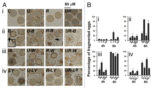 Figure 10. Bafilomycin A1 (Baf) and PtdIns 3-kinase inhibitors act on egg survival. (A) Light microscopy images of control eggs (C) and of eggs treated for 6 h with U0126 (U), roscovitine (R), Baf (B), wortmannin (W), LY294002 (LY), or different combinations of these inhibitors. (B) Assessment of fragmentation percentages measured after 4 h and 6 h treatment. Effect of U0126 and roscovitine treatment (i), Baf (ii), wortmannin (iii) or LY294002 (iv) addition. Activation of the eggs with elevation of a fertilization envelope (inset, 2× magnification) can be seen in Baf-treated eggs (ii).