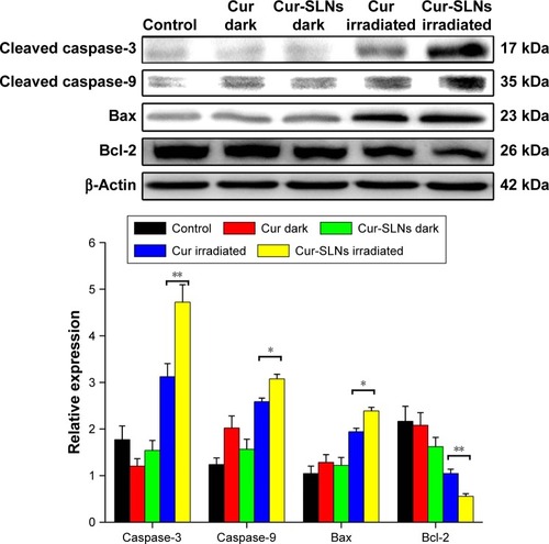 Figure 9 Expression of caspase-3, caspase-9, Bax, and Bcl-2 proteins by Western blotting analysis after 20 min of irradiation using a 430 nm LED.Notes: The statistical significances in Cur and Cur-SLNs groups were determined using a two-sample Student’s t-test. The data are shown as mean ± standard deviation of three experiments; *P<0.05, **P<0.01.Abbreviations: Cur, curcumin; Cur-SLNs, curcumin-loaded solid lipid nanoparticles; LED, light-emitting diode.