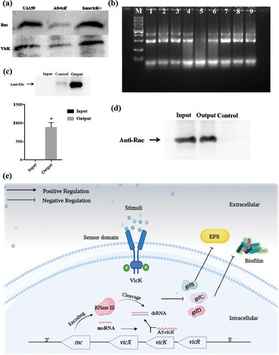 Figure 4. ASvicK regulates the expression of vicK on post-transcriptional level. (a) the production of VicK and Rnc was quantified by Western blotting in the cells grown; (b) Production of recombinant Rnc and RNase III activity assays. Equal amounts of RNA (2 µg) were incubated with 4 nM recombinant Rnc in 20 µL interaction buffer (10 mM Tris-HCl, pH 8.0) for 30 min at 37°C. For controls, equal amounts of RNA (2 µg) were incubated in 20 µL interaction buffer (10 mM Tris-HCl, pH 8.0) for 30 min at 37°C. M: Marker; Lane 1: UA159 total RNA + reaction mixture; lane 2: ASvicK strain total RNA + reaction mixture; lane 3: SmuvicK+ strain total RNA + reaction mixture; lane 4: UA159 total RNA + recombinant Rnc; lane 5: ASvicK strain total RNA+ recombinant Rnc; lane 6: SmuvicK+ strain total RNA+ recombinant Rnc; lane 7: UA159 total RNA; lane 8: ASvicK strain total RNA; lane 9: SmuvicK+ total RNA; (c) the post-transcriptional regulation mechanism of ASvicK was detected by co-ip. The expression of msRNA1657 was detected by RT-qPCR; (d) the expression of RNase III was detected by co-ip. ASvicK can enrich RNase III and form RNA-protein complex; (e) Working model of regulation by ASvicK.