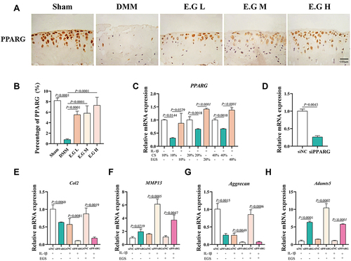 Figure 6 E.G regulated the synthesis and catabolism of chondrocytes in a PPARG-dependent manner. (A) Immunohistochemical staining of PPARG in cartilage. Scale bar=100 μm. (B) Quantification of the percentage of positive expression of PPARG (%). (C) Relative mRNA expression of PPARG in IL-1β-induced primary chondrocytes treated with EGS. (D) The transfection efficiency of siPPARG. (E–H) The mRNA expression of Col2, Aggrecan, MMP13, Adamts5. The primary mice chondrocytes were transfected for 48h and then treated with drug-containing serum for 24h. All data were taken as means ± standard deviations (n=6). The corresponding graph provided the exact P value.