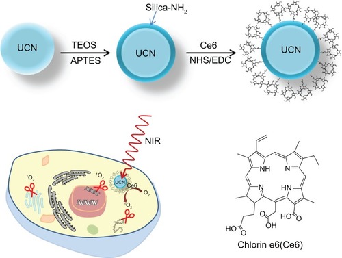 Figure 1 Schematic showing the process for preparing NaYF4:Yb,Tm UCN-Ce6 for photodynamic therapy and the structure of Ce6.Abbreviations: APTES, (3-aminopropyl) triethoxysilane; Ce6, chlorin e6; EDC, ethylcarbodiimide hydrochloride; NHS, N-hydroxysuccinimide; NIR, near-infrared; TEOS, tetraethyl orthosilicate; UCN, upconversion nanoparticle.