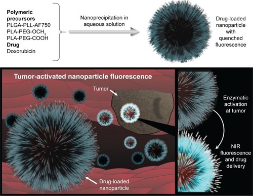 Figure 1 General structure of nanoparticles and their function as contrast and therapeutic agents.Notes: Nanoparticles were prepared via nanoprecipitation of copolymer blends. The NIR-fluorescence AF750 molecules in the PLGA-PLL-AF750 copolymer were initially quenched, due to close packing. These molecules become fluorescent when PLL chains were cleaved enzymatically by tumor-overexpressed proteases. Drug was encapsulated in the nanoparticle core and released over time to the tumor.Abbreviations: AF750, Alexa Fluor 750; NIR, near-infrared; PEG, poly(ethylene glycol); PLA, poly(lactic acid); PLGA, poly(lactic-co-glycolic acid); PLL, poly-l-lysine.