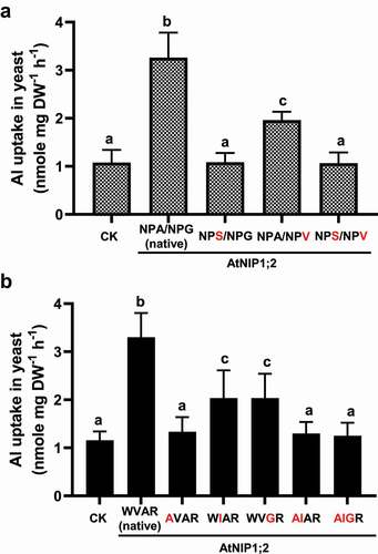 Figure 4. Impacts of third residue substitutions in the NPA motifs and residue substitutions in the ar/R selectivity filter on AtNIP1;2-mediated Al uptake. Yeast (BY4741) lines carrying the control (CK) empty vector pYES2 and the native (NPA/NPG/WVAR) or mutated AtNIP1;2 were subject to short-term (2 h) Al-uptake assays. (a) Red letters indicate substitutions of the third residue in the NPA1 and NPA2 motifs. (b) Red letters indicate residue substitutions of the ar/R tetrad. Data are means ± SD (n = 3). Different letters above the columns indicate statistically significant differences among groups at P < .05 by Tukey’s test.