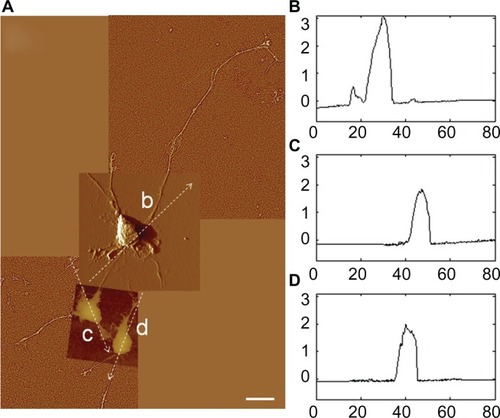 Figure 7 (A) AFM GHPF composite height image of astrocytes cultured on Aclar surfaces by J scanner. Scale bar 20 μm. (B–D) The cross sections shown by b–d in (A) were given in corresponding section profiles.Note: Axis units are in μm.Abbreviations: AFM, atomic force microscopy; GHPF, Gaussian high pass filtering.