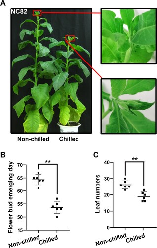 Figure 1. The switch to reproductive growth in chilled and non-chilled tobacco plants. (A) Flower bud emergence (arrowed) in plants subjected to chilling or non-chilling stress at the seedling stage; (B) The effect of chilling stress on the timing of bud emergence. Bud emerging day indicates days from the end of chilling treatment to bud emerging; (C) The effect of chilling treatment on the leaf number. Significant differences were determined by the Student’s t-test. **P < 0.01.