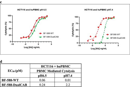Figure 3. (b) Potency of BF-588-WT, BF-588-MonoCAB and BF-588-DualCAB in mediating T cell activation when cocultured with HCT116 and CHO-huEpCAM cells at pH6.5 and pH7.4. EC50, half-maximal effective concentration in picomolar (pM). (c) Effector PBMCs,PBMCs, E:T ratio 5:1, were co-cultured with HCT116 cells and treated with serially diluted BF-588-DualCAB or BF-588-WT antibodies for 80 hours. Co-cultures were incubated in culture media under TME (pH6.5) or physiological (pH7.4) conditions. Cytolysis was monitored in real time using Agilent x Celligence real time cell analysis technology(RTCA). The rate of target cell cytolysis was calculated by referencing the target cell growth without treatment. x-axis, Logantibody concentration in picomolar (pM); y-axis, % of Cytolysis. (d) Potency of BF-588-DualCAB and BF-588-WT in inducing cytotoxicity of HCT116 cells by human PBMCs at pH6.5 and pH7.4.EC50, half-maximal effective concentration. pM, picomolar. BF-588-WT: red lines; BF-588-MonoCAB: blue lines; BF-588-DualCAB: green lines; pH6.0 or pH6.5: solid line; pH7.4: dashed line.