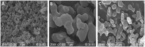 Figure 4. SEM image of (A) Fe3O4 (B) NIPAAM-MAA drug-loaded magnetic hydrogel nanocomposite, and (C) NIPAAM-MAA-Fe3O4 nanogel.