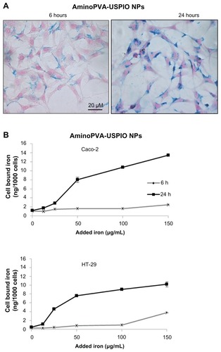 Figure 1 Time-dependent uptake of aminoPVA-coated USPIO NPs by Caco-2 and HT-29 cells. (A) Caco-2 cells were grown to 75% confluence, then were exposed for 6 or 24 hours in complete culture medium to 20 μg/mL aminoPVA USPIO NPs. Then cells were stained with Prussian blue and Nuclear Red histological stains (iron blue, nucleus red, cytoplasm pink). (B) Caco-2 and HT-29 cells were grown to 90% confluence, then they were exposed for 6 hours (grey line) or 24 hours (black line) in complete culture medium to increasing concentrations of aminoPVA USPIO NPs and the cell-associated iron content of the cell layer was quantified using the Prussian blue reaction.Abbreviations: aminoPVA, polyvinylamine; USPIO NPs, ultrasmall superparamagnetic iron oxide nanoparticles.